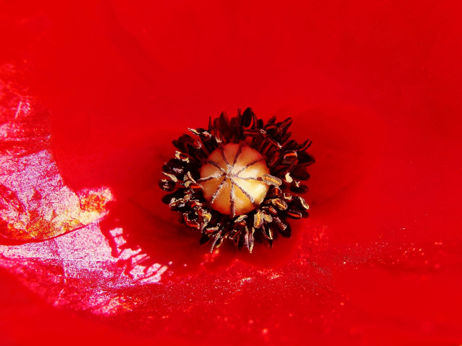 Χλωρίδα των Κυθήρων / Flora of Kythera