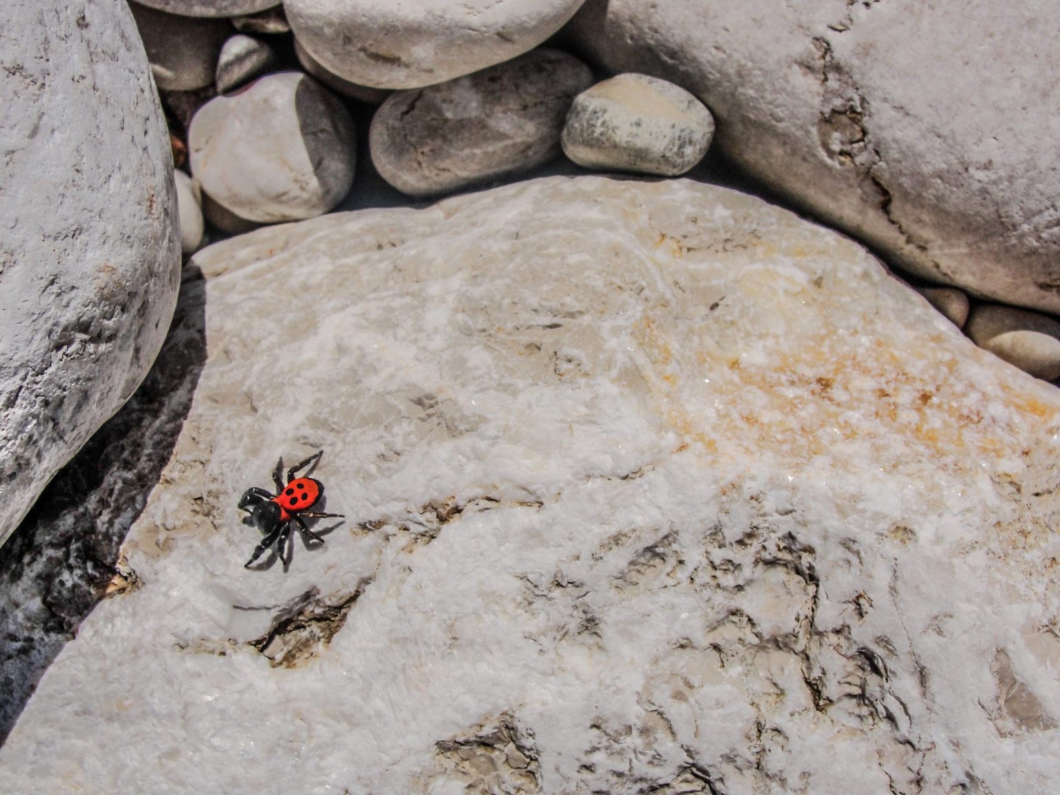 Η αράχνη Eresus-Eresus στα Κύθηρα / Eresus-Eresus spider in Kythera