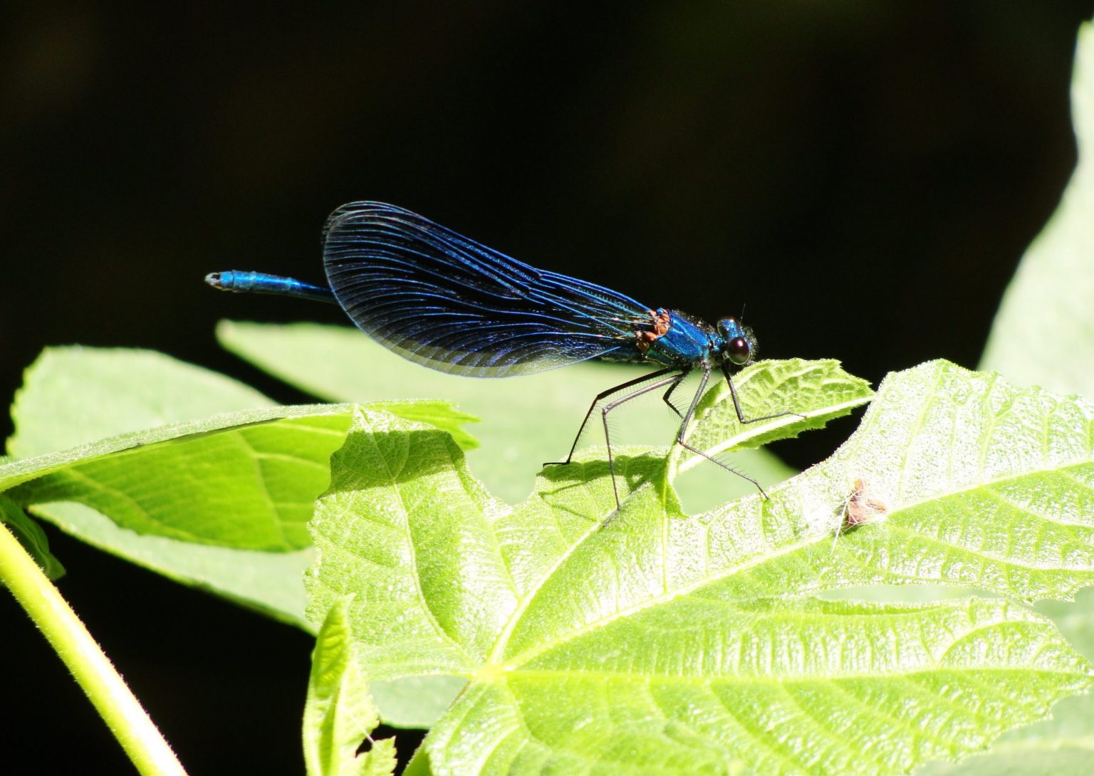 A dragon fly in the Fonissa waterfall