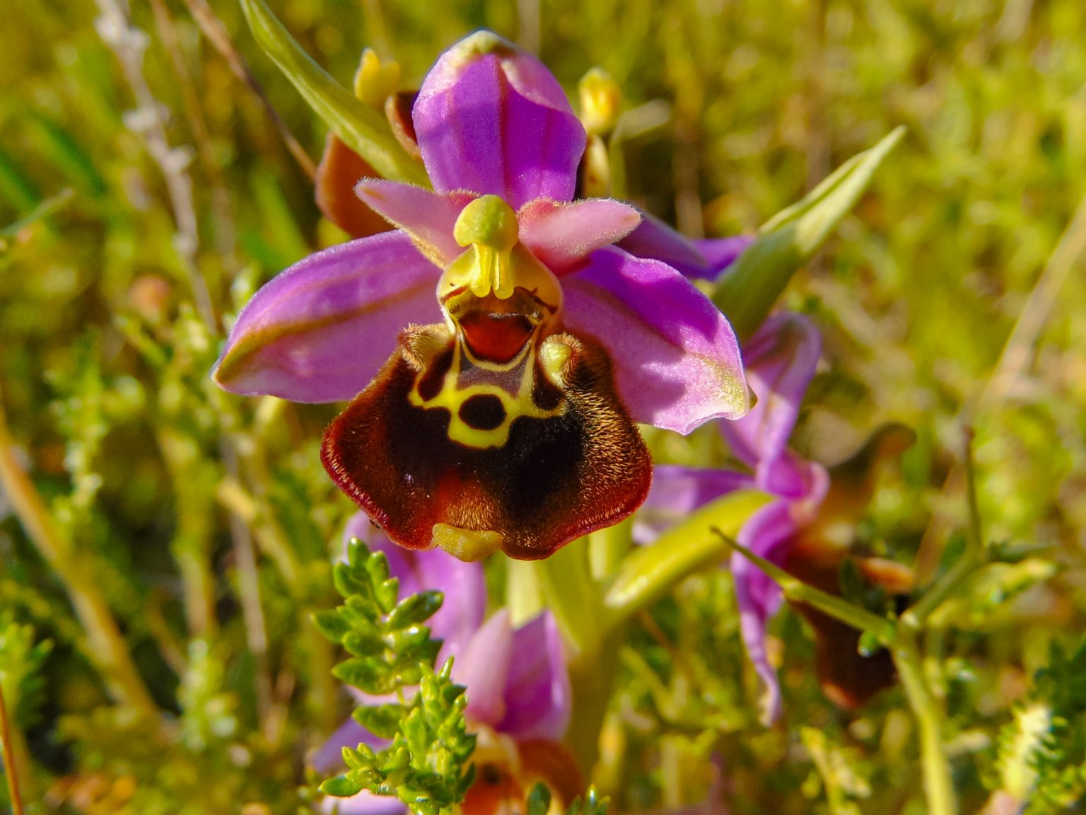 Ophrys candica